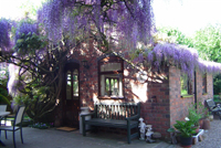 wisteria