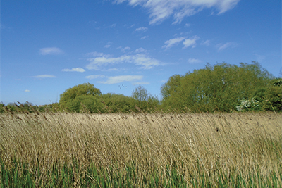 Warwickshire-Moor-Landscape.jpg