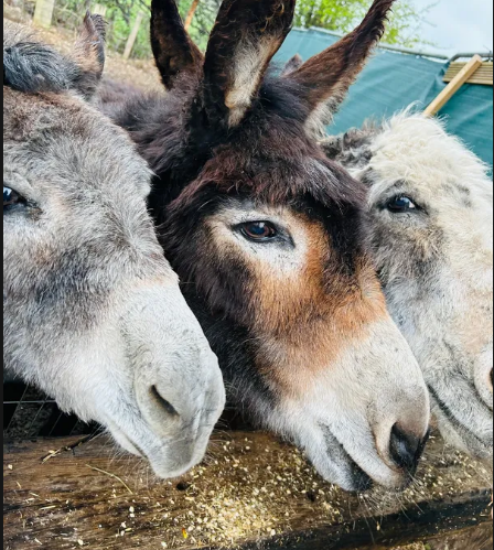 Donkey Sanctuary Polesworth 