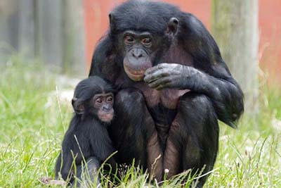 Twycross Zoo