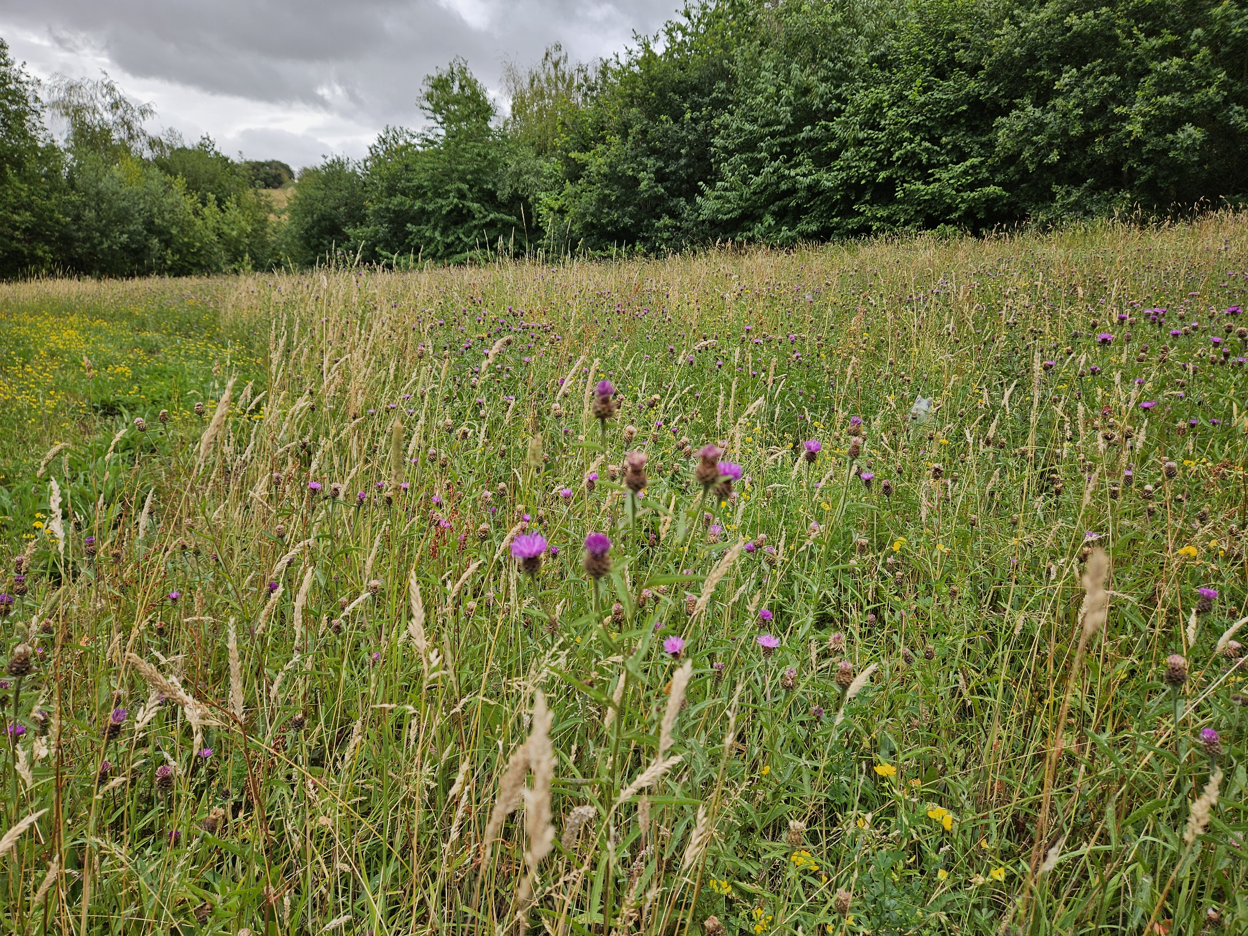 Lavendar fields Betty wood