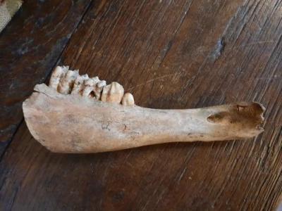 Castle Jaw-bone Dig Find 