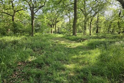 Alvecote/Betty wood 