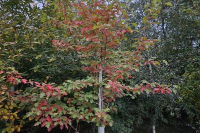 Alvecote woods
