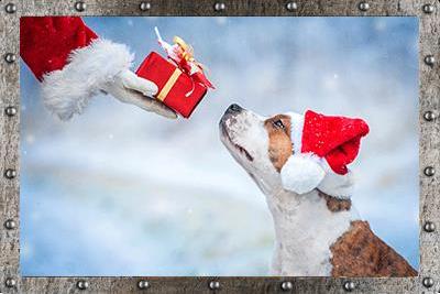 Santa Paws