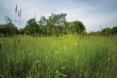 parks-Tamworth-walks-open spaces-nature